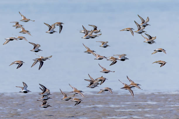 istock Group of Dunlins in flight vover the shore. 2152642208