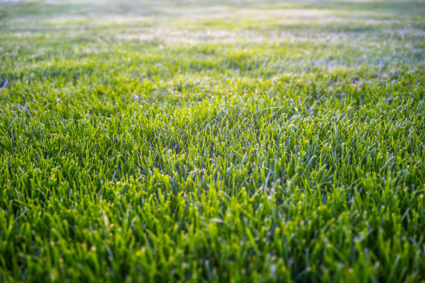 Full frame shot of Grass or Lawn texture
