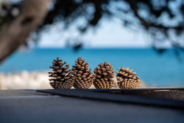 Painting pine cone for Christmas Decoration on the beach with paint and sand