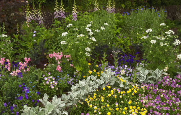istock Flowers in the spring flowerbed. 2152643050