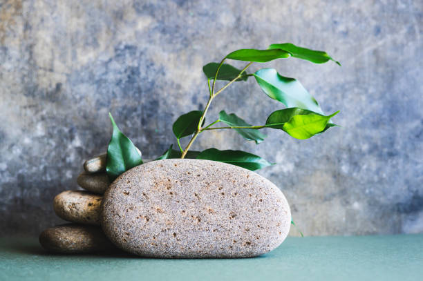 istock Organic natural background from branches with leaves and stones on green 2152644029