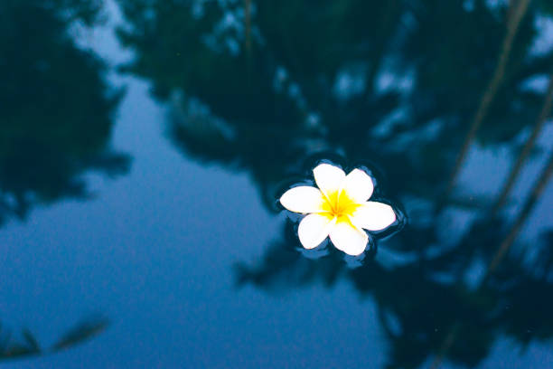 beautiful frangipani flower background.