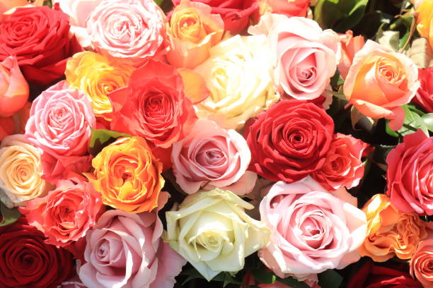 istock Colorful wedding roses 2152647187