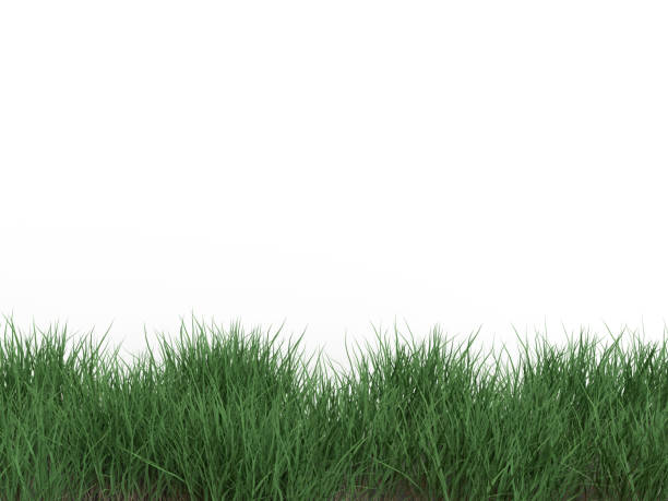 3D RENDER LAWN, WOOD GRASS ON ISOLATED BACKGROUND