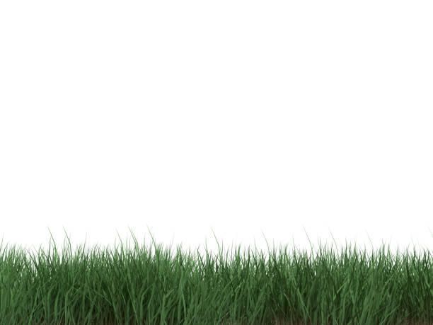 istock 3D RENDER LAWN, WOOD GRASS ON ISOLATED BACKGROUND 2152649463
