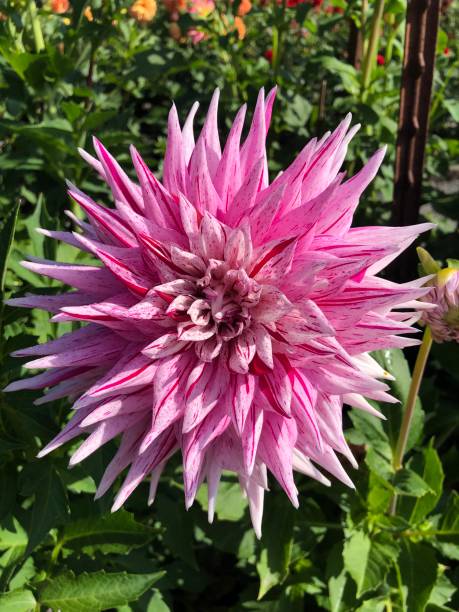 istock Spikey Single Pink Dahlia 2152649690
