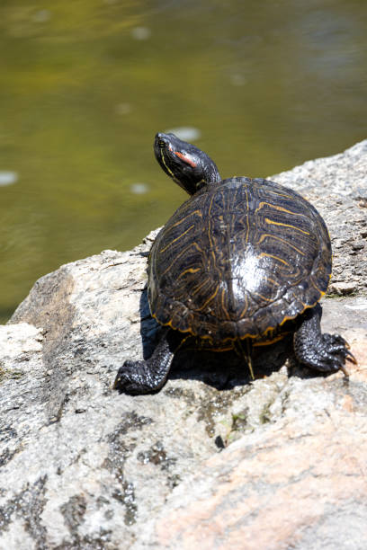 istock Red eared slider turtle sunning on a rock 2152650226