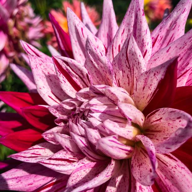 A close up of a pink and magenta spotted dahlia. Photo taken at Point Defiance Rose Garden in Tacoma, Washington.