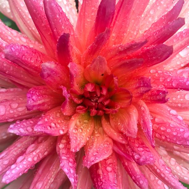 istock Dewey Pink Dahlia 2152650276