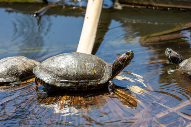 istock Red eared slider turtle on a palm leaf in water 2152650300