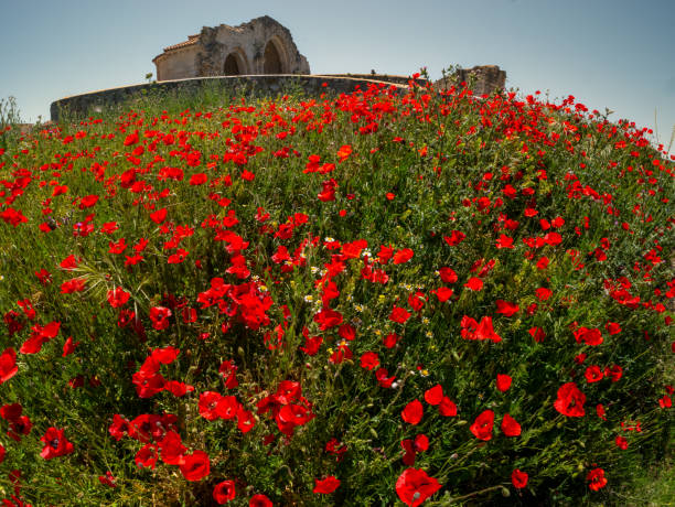 Field of red poppies and medieval ruins