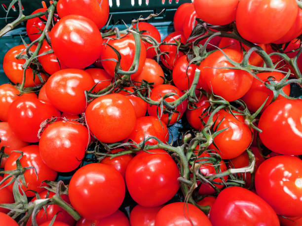 istock Fresh Red Tomatoes on Vine in Supermarket 2152652016