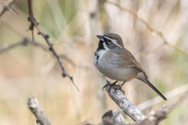 The black-throated sparrow is a small New World sparrow primarily found in the southwestern United States and Mexico. It is the only member of the genus Amphispiza; the five-striped sparrow, formerly also classified in Amphispiza, is now thought to be in the monotypic genus Amphispizopsis.