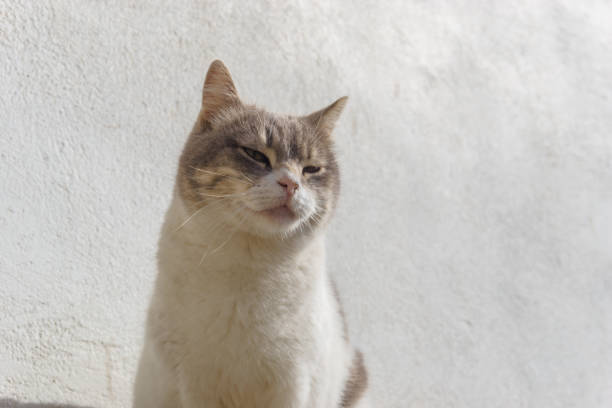 White and Grey colored cat sitting in front of a white wall on a sunny day