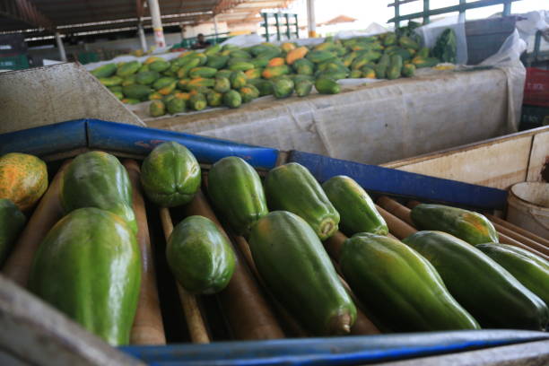 itaberaba, bahia, brazil - august 3, 2023: cleaning and processing of papaya fruit intended for export from a farm in Bahia.