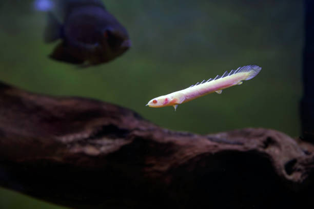 istock Albino Senegal bichir (Polypterus senegalus), rare image 2152655912