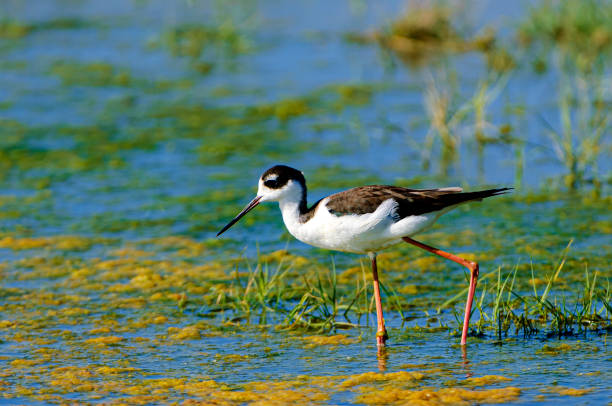 istock Black-winged Stilt Foraging in Freshwater Marsh 2152656818