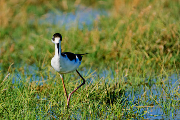 Black-winged Stilt (Himantopus himantopus) wading in a freshwater marsh.Taken in the San Joaquin Valley, California, USA