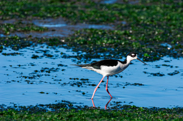 istock Black-winged Stilt Foraging Along Coastal Saltwater Marsh 2152656831