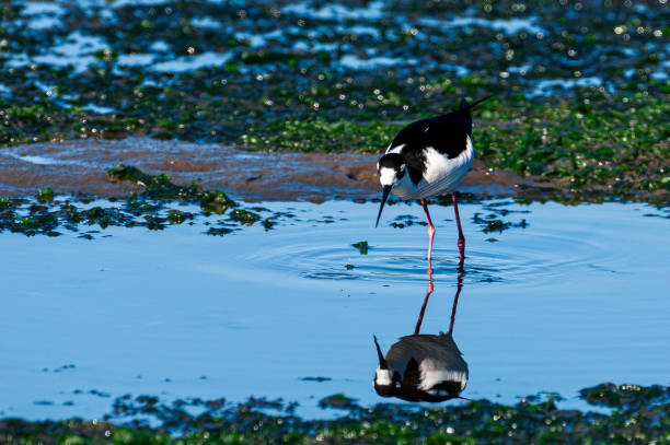 Black-winged Stilt (Himantopus himantopus) foraging for food along coastal saltwater marsh.Taken at Moss Landing, California, USA near the Elkhorn Slough National Estuarine Reserve.