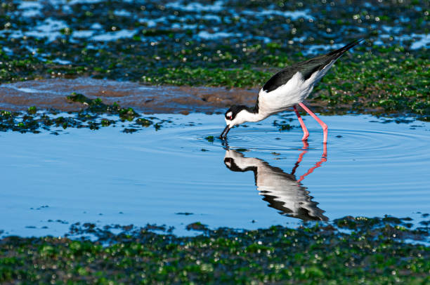 istock Black-winged Stilt Foraging Along Coastal Saltwater Marsh 2152656841