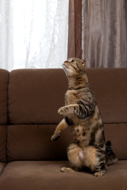 istock Scottish fold-eared fold-eared cat sits on its hind legs on a brown sofa and looks up 2152657686