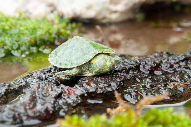 istock Brazilian turtle or black-bellied slider or Trachemys dorbigni 2152660561