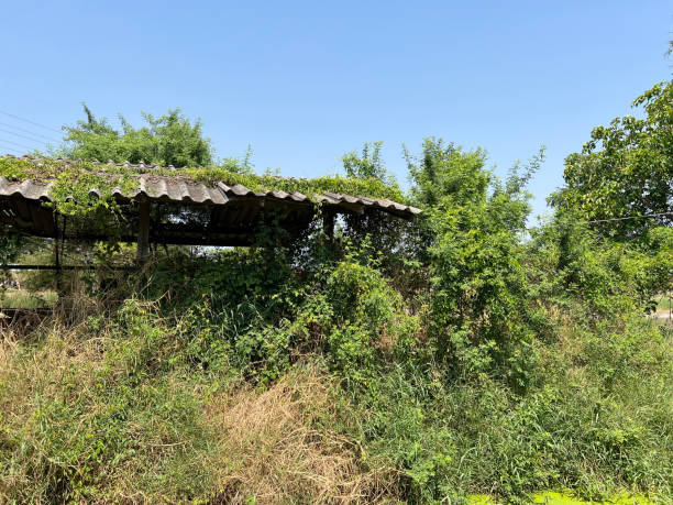 istock abandoned home in the forest 2152662303