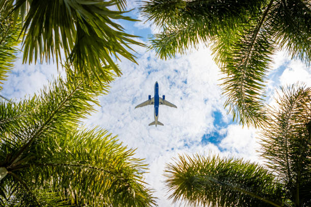 Airplane flying above palm trees An airplane flies through a gap between palm tree fronds as it carries passengers to a tropical vacation destination. florida beach above stock pictures, royalty-free photos & images