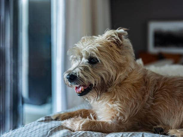 Cute dog resting on the bed.