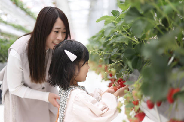 istock Parents and children enjoying strawberry picking 2152666037