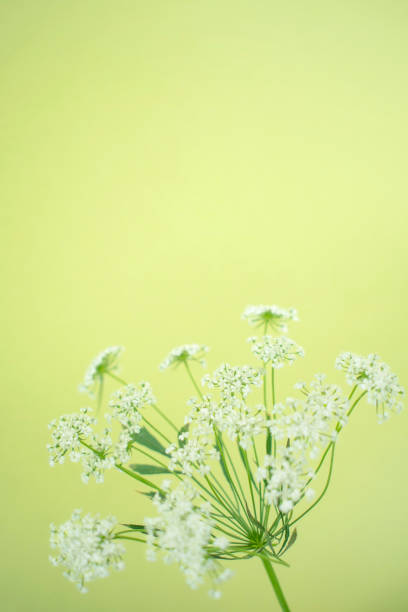 green background with daisy flowers and copy space.