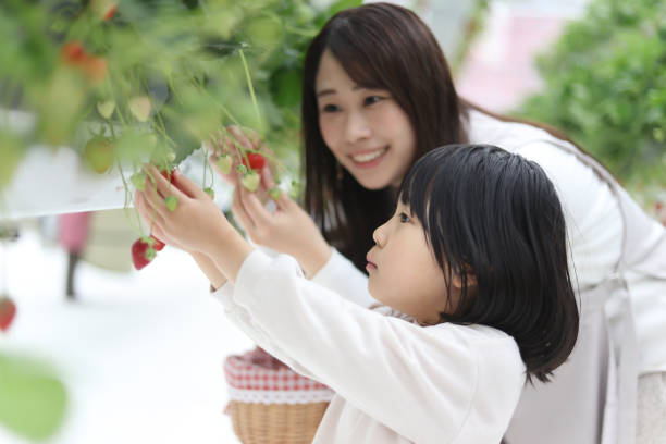 istock Parents and children enjoying strawberry picking 2152666245