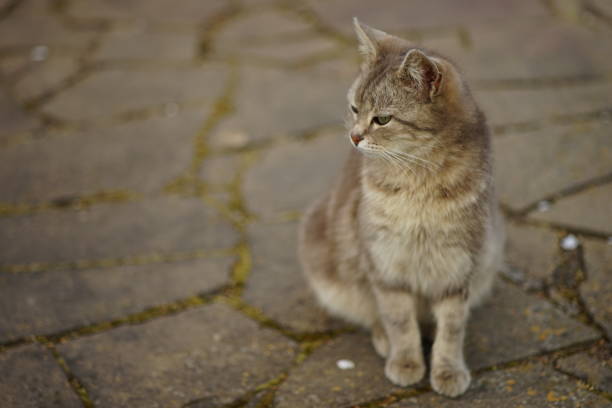 Grey fluffy cat sitting in summer garden