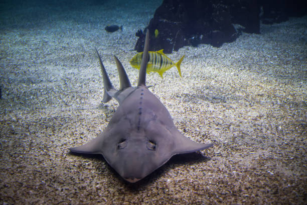 istock Common guitarfish fish in sea 2152668018