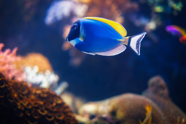 istock Powder-blue surgeonfish fish in sea 2152668019