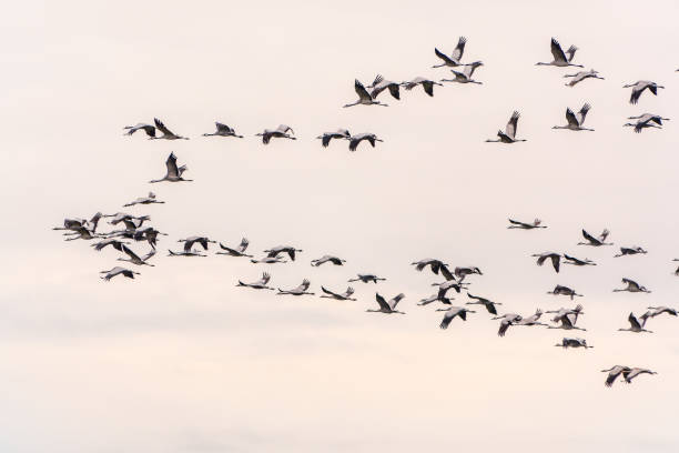 istock Flying cranes flock against blue sky 2152671573