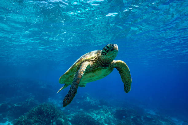 istock Green sea turtle rising to the ocean’s surface 2152672006