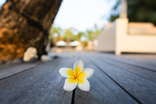 A Frangipani or Plumeria flower petal falls onto the wooden deck with bokeh background. Tropical flower.