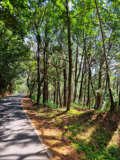istock Panama, Palmira, road in the forest 2152672682