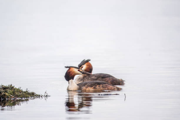 istock Two Great Crested Grebes swim in the lake 2152675097