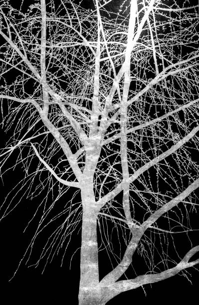A tree with no leaves is shown in black and white