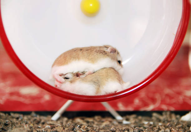istock Roborovski Hamster sisters play with each other 2152675413