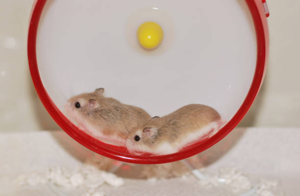 istock Roborovski Hamster sisters running together 2152675414