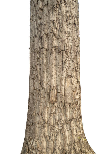 istock Trunk of a tree Isolated On White Background. 2152677601