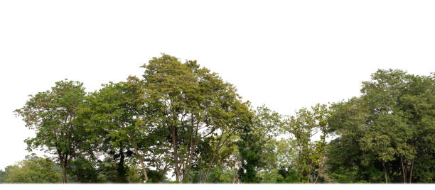 istock A group of rich green trees High resolution on white background. 2152677624
