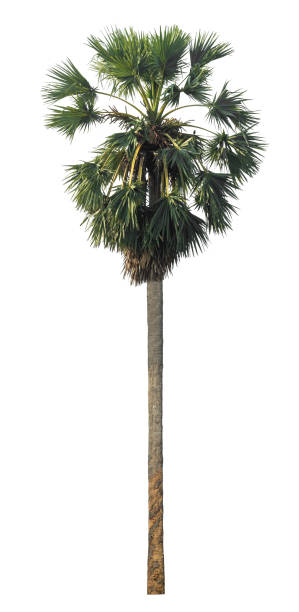 istock sugar palm isolated on the white background. 2152677639