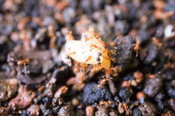Ants swarming rice grains on the ground