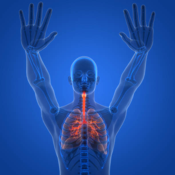 istock Human Respiratory System Lungs Anatomy 2152678997