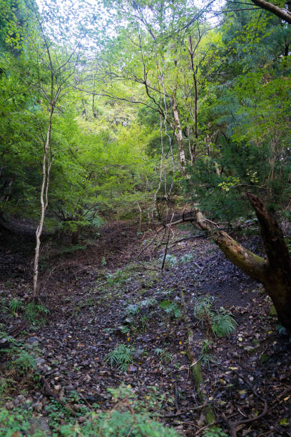 istock Landslide traces on the mountainside 2152679813